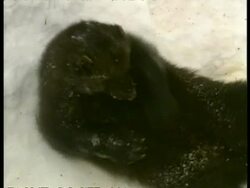 MCU wolverine grooming and rolling in snow, Arctic Stock Footage