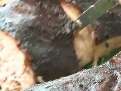 suckling Stock Footage