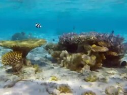 Tropical Sea Life Stock Footage