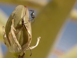 CU Shot of Single ant crawling over dried flower bud of the quiver tree / Namaqualand, Northern Cape, South Africa Stock Footage