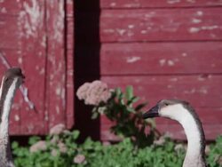 Geese in a barn yard Stock Footage