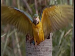 MCU Juvenile Blue and yellow Macaw flapping wings in tree trunk nest, South America Stock Footage