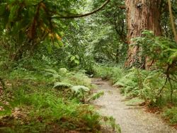 Forest path Stock Footage