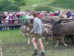 MS TS Viehscheid at Schollang near Oberstdorf, ceremonial driving down of cattle from mountain pastures into valley in autumn at Allgau Alps / Oberstdorf, Bavaria, Germany Stock Footage