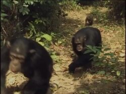 MS, Two chimpanzees (Pan troglodytes) and olive baboon (Papio anubis) climbing up footpath in forest, Gombe Stream National Park, Tanzania Stock Footage