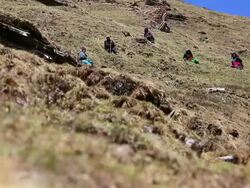 WS Collectors of sex herb at Himalayan Mountains / Durma, Banke District, Nepal Stock Footage