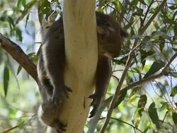 Sleeping koala Stock Footage