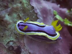 Nudibranch (Sea Slug) Stock Footage