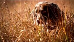 Close up hunting dog approaches and points toward a pheasant in the field. Stock Footage