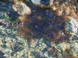 Active Crab In A Tide Pool Stock Footage