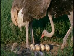 Male and female ostriches, (Struthio camelus), tend to eggs in nest, Namaqualand, South Africa Stock Footage