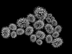 Swine virus (A) H1N1 Stock Footage