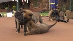 It's a dog's life for puppies training to go to work News Clip