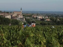 group of people picking grapes in France Stock Footage