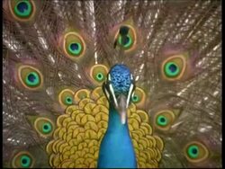 Peacock, courtship display, shakes with fanned out feathers, CU, Israel Stock Footage