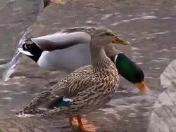 Ducks on a Pond Stock Footage
