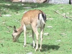 Deer in the summer. Stock Footage