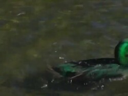 GREEN DUCK SPLASH (DV) Stock Footage