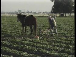 MEXICO: STRAWBERRY GROWERS ANGERED OVER HEPATITIS ALLEGATIONS News Clip