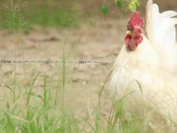 Screaming white cock Stock Footage