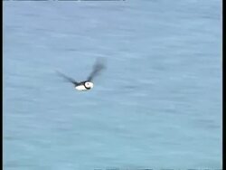 MS Tracking right, Puffin flying over water Stock Footage