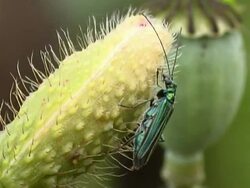 Green beetle PAL Stock Footage