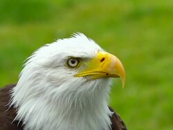 Bald Eagle, Looking At Camera Stock Footage