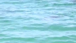 VOICED : Australian shark attacks prompts new eco barriers News Clip