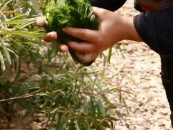 CU TS SLO MO Shot of hands of woman drying green algae putting them into basket and grabbing more algae to dry / Ou river, Luang Prabang, Laos Stock Footage