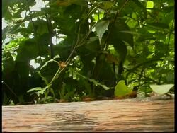 Leaf cutter ants, Atta sexdens, walking across forest floor, MS, Panama, Central America Stock Footage