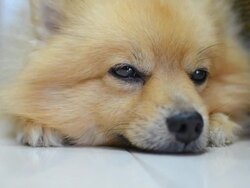Sleepy Face Pomeranian Dog Stock Footage