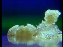 BCU Male ribbon reed flower opening on surface of water, alongside another one Stock Footage
