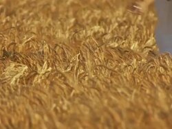 HD SLOW-MOTION: Running In A Wheat Field Stock Footage