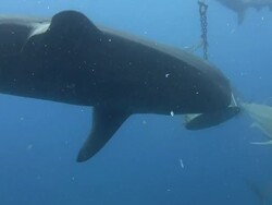 Tiger Shark (Galeocerdo cuvier) Stock Footage
