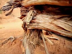 MS CU TU Peeling bark of skeletal tree in barren wilderness / UTAH,United States   Stock Footage