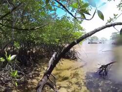 Mangrove forest Stock Footage