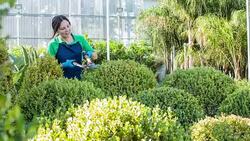 Female gardener shaping the plants at garden center Stock Footage