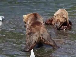 MS Shot of brown bear male feeding on salmon at Brooks Falls, showing dominance behavior towards second male by urinating / Alaska, United States Stock Footage