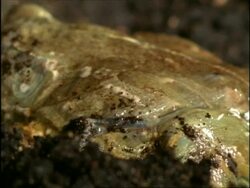 CU African Bull Frog (Pyxicephalus adspersus) emerging from protective skin of estivation, Africa Stock Footage