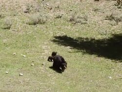 WS TS HA Shot over black bear sow and 3 newborn cubs walking down to watering hole / Gardiner, Montana, United States Stock Footage