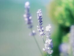 HD: Close up of violet Lavenders Flowers Stock Footage