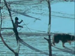 Dog-sledging in Norway 1970s Stock Footage