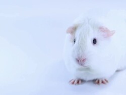 Guinea Pig Stock Footage