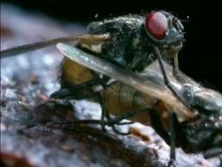 BCU 2 Houseflies mating, England Stock Footage