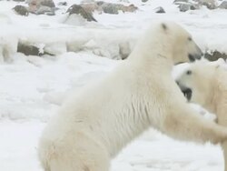 MS SLO MO Two polar bears playing and fighting / Churchill, Manitoba, Canada Stock Footage