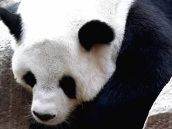 panda face Stock Footage