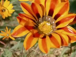 CU Shot of Orange gazania flower / Namaqualand, Northern Cape, South Africa Stock Footage