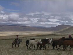 Block Shot Herd of Horses Taklakot Tibet China Stock Footage