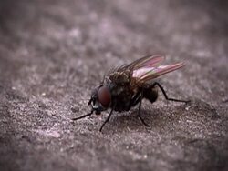 Fly Stock Footage