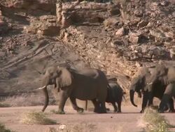 Desert Elephants (Loxodonta africana) walking in line in habitat, Ugab River Basin, Namibia: desert-dwelling population of African Bush Elephant though not distinct subspecies Stock Footage